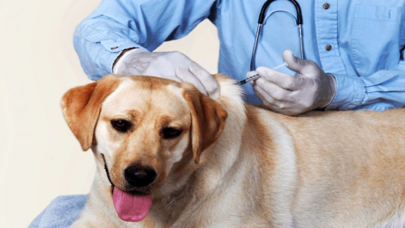 Энрофлоксацин для собак