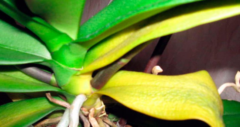 орхидея, желтеть, лист, выяснять, причина