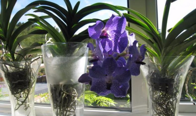 Орхидея Ванда - светолюбивое растение