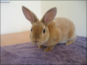 Кролик породы мини-Рекс