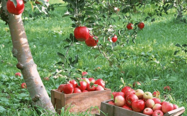 ���� ������