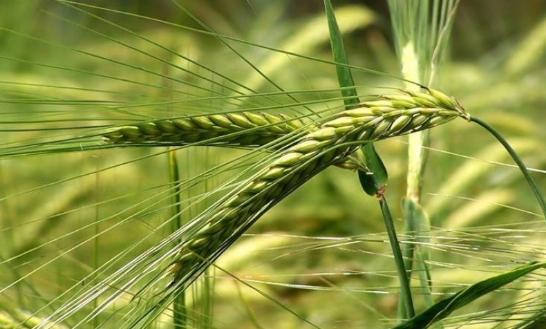 тритикале, выращивание, озимой пшеницы, Аналогичным образом, выхода трубку