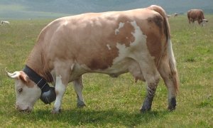 Молочные железы коров отличаются некоторой грубостью.