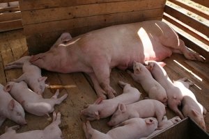 Опорос у крупных белых свиней наступает по истечению 115 дней с момента покрытия