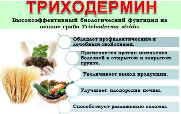 Триходерма Вириде Инструкция По Применению Инструкция триходерма вириде по применению