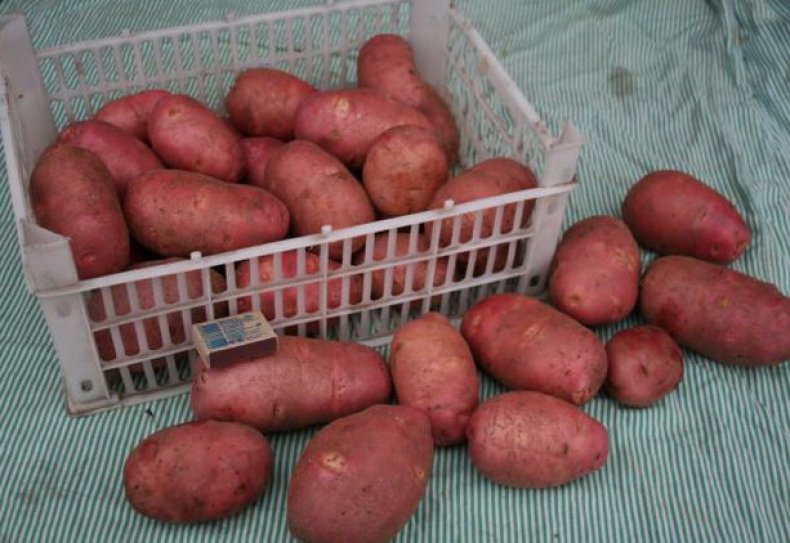 Сорт картофеля Алена