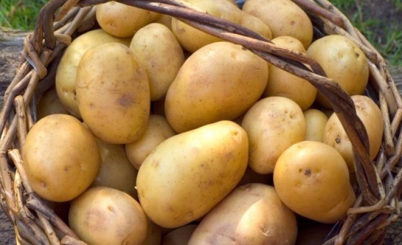 Сорт картофеля Приекульский ранний