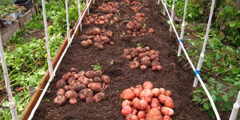 Посадка картофеля