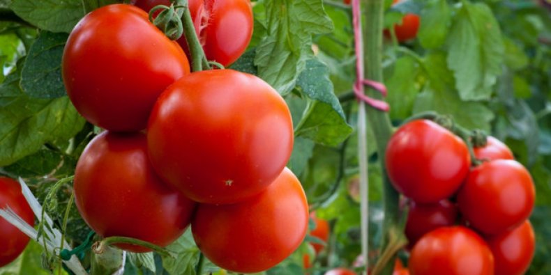Внесение «Кристалона» для томатов приносит огромную пользу