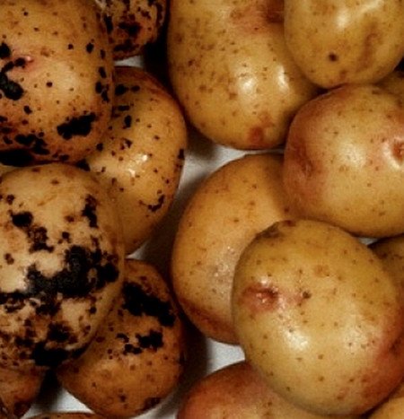 Болезни картофеля описание с фотографиями и способы лечения