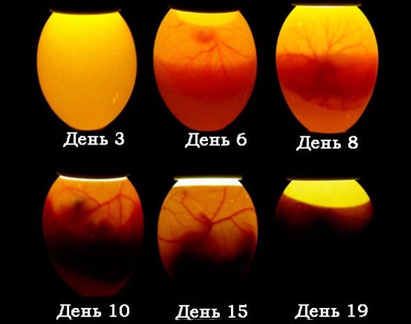 Яйцо под овоскопом фото на разных стадиях