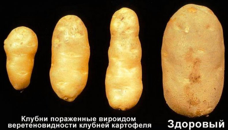 готика картофеля