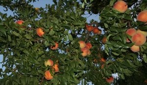 Особенного ухода требует дерево персика на 4-ом году роста