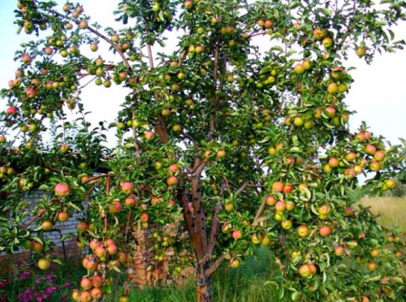 Яблоня сорта «Жигулевское»