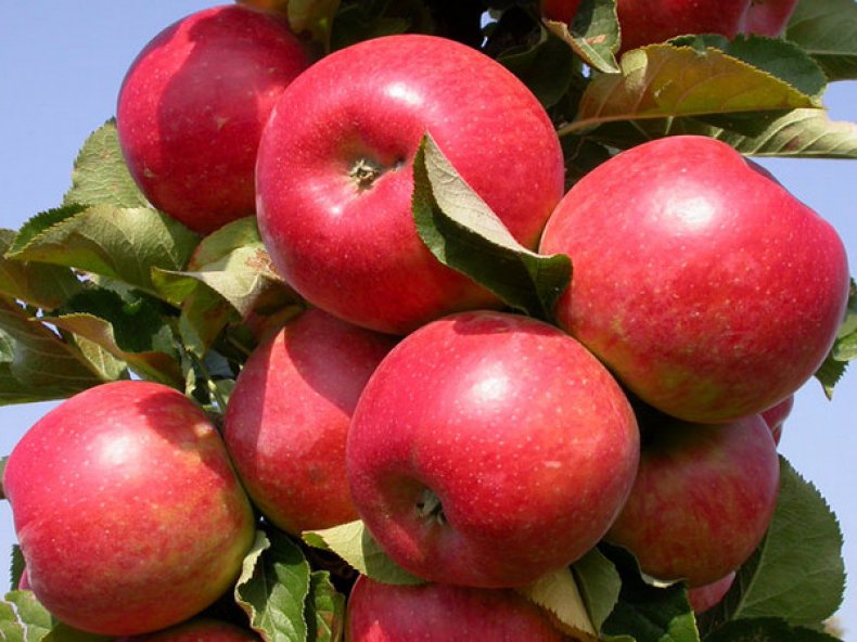 Яблоки сорта «Жигулевское»