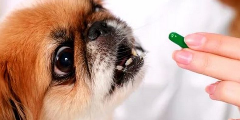 Витамин для собаки