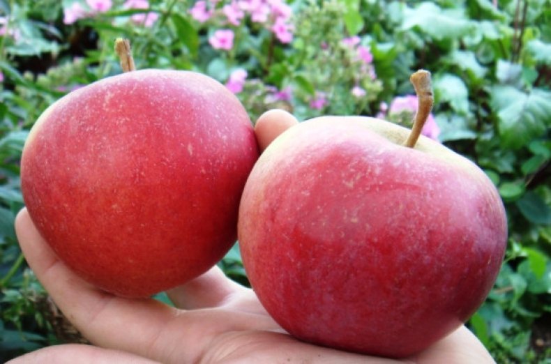 Яблоки сорта «Жигулевское»