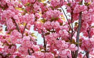 Весеннее цветущее дерево персика