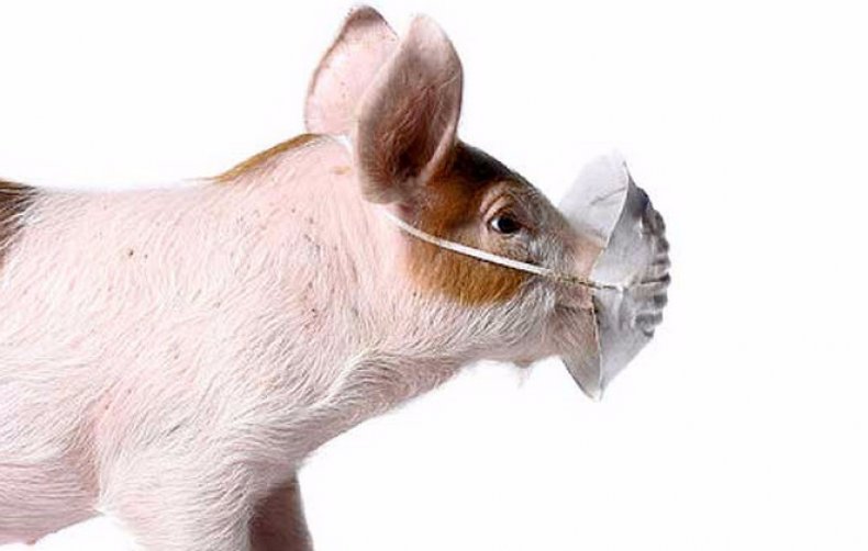Африканская чума свиней симптомы и профилактика болезни, как не допустить распространение