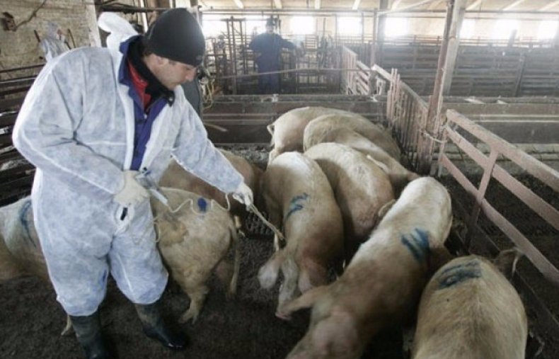 Африканская чума свиней симптомы и профилактика болезни, как не допустить распространение