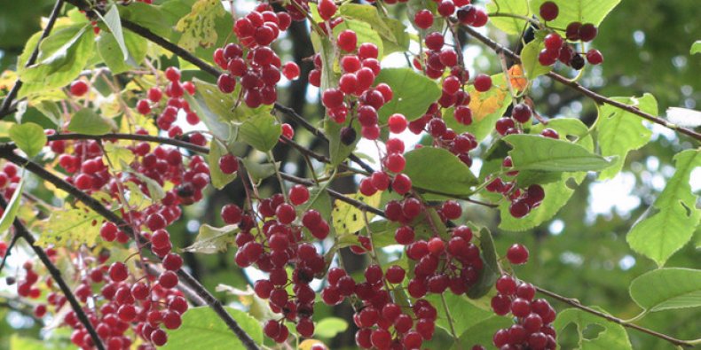 ягоды сорта черемухи Виргинская