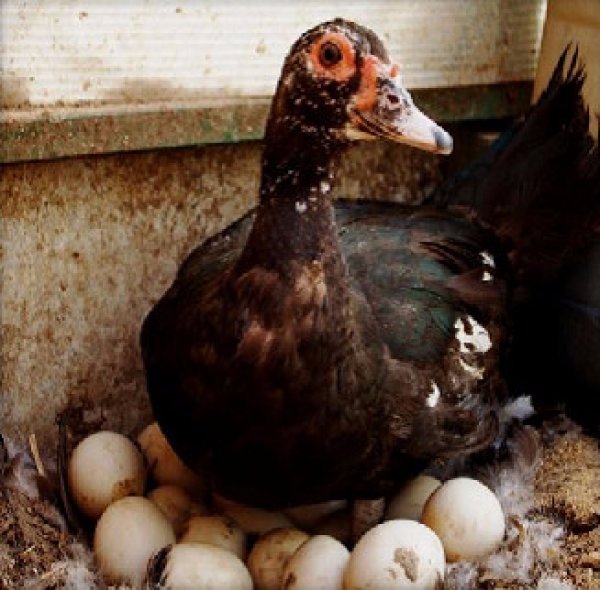 Сколько сидит утка на яйцах. Индоутка ~ 2кг. Мускусная утка и индоутка. Мускусная утка яйцо. Индоутка птенец.