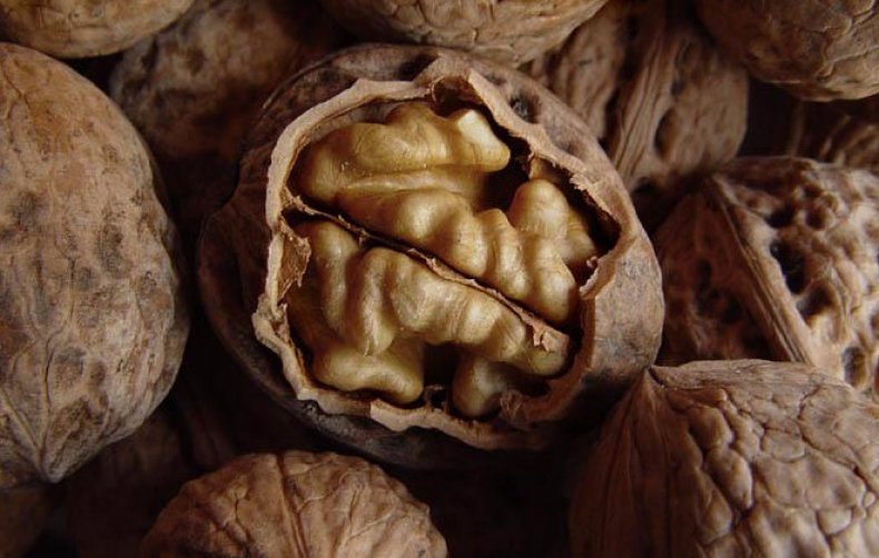 Какие сорта грецкого ореха выбрать для выращивания на даче