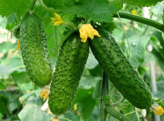 Огурцы "Кураж": описание сорта и особенности выращивания