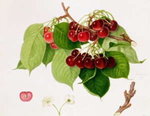 Ботаническое изображение вишни Мэй Дюк