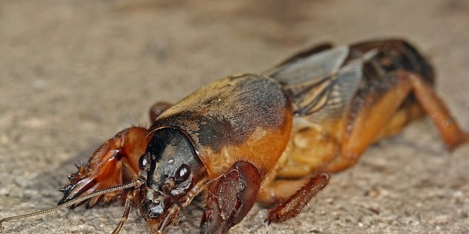 Личинки домашних насекомых фото