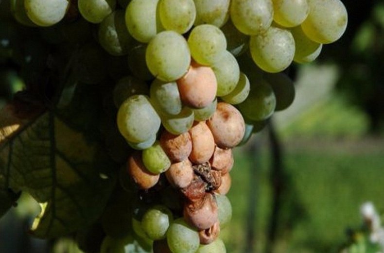 Плодовая гниль винограда