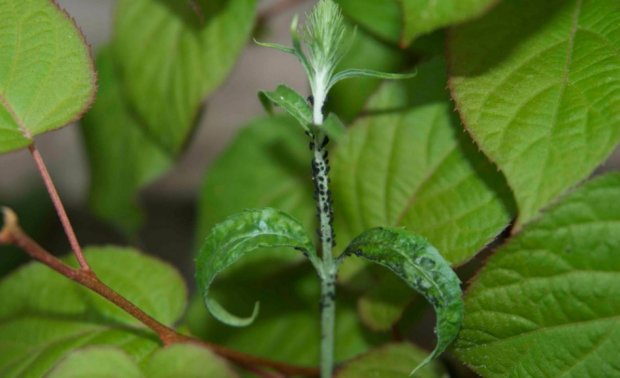 Инсектицидной