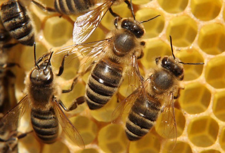 обработка, пчела, бипином, инструкция, пчел «Бипином»