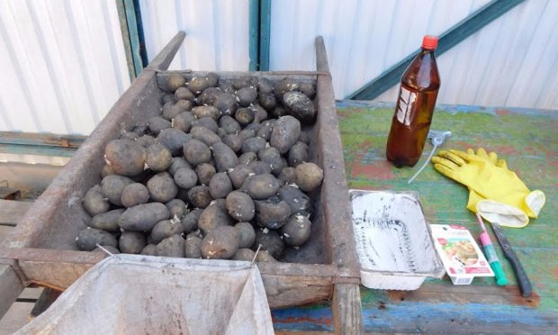 Битоксибациллин Инструкция По Применению Для Клубники Битоксибациллин Инструкция По Применению Для Клубники