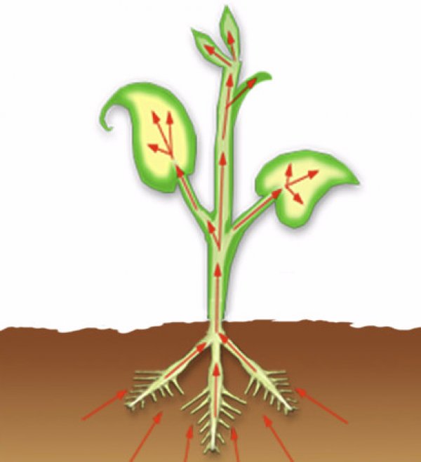 Переместилось корень. Передвижение Минеральных веществ в растении. Транспорт воды и Минеральных веществ в растении. Движение воды и Минеральных веществ по растению. Цветок с корнем.