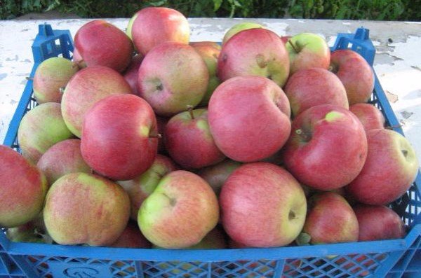 Яблоки Беркутовка Фото