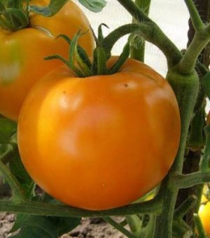 томат, хурма, описание, выращивание, сорт, Томат Хурма