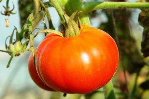 томат «Сибирский скороспелый»