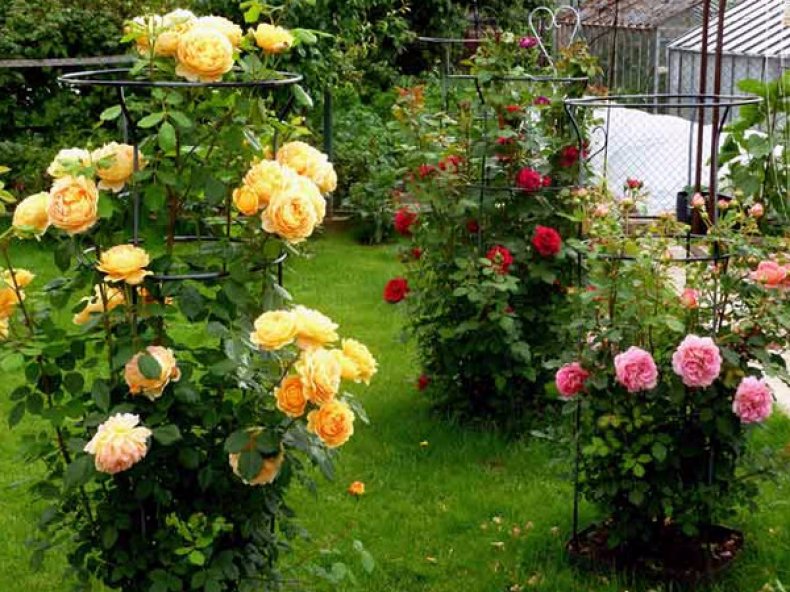 Розы в саду