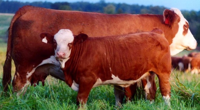 мастит у коровы лечение