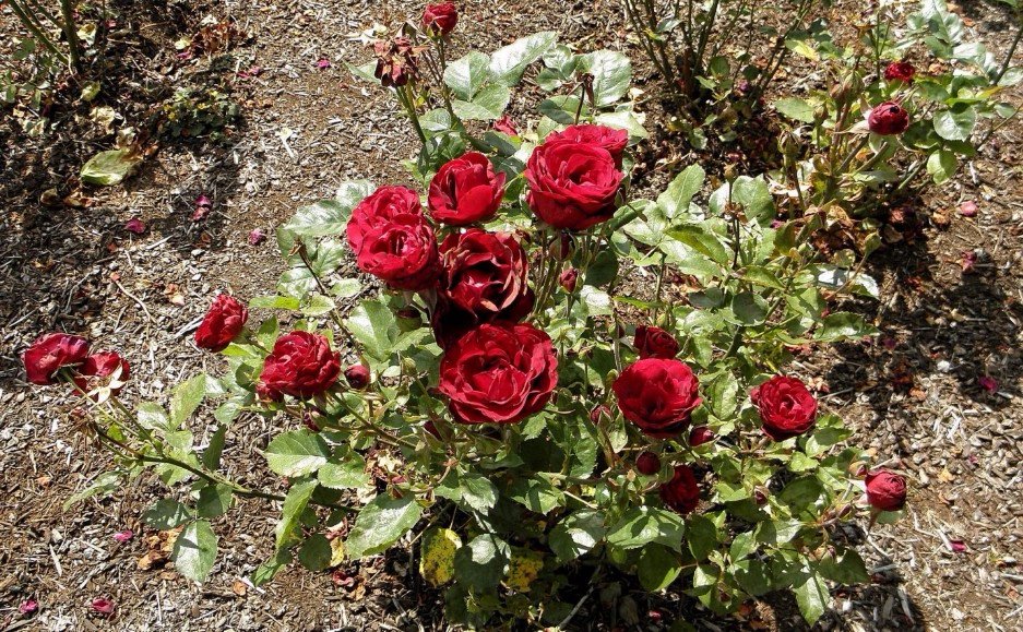 Как привить розу на шиповник весной пошагово с фото