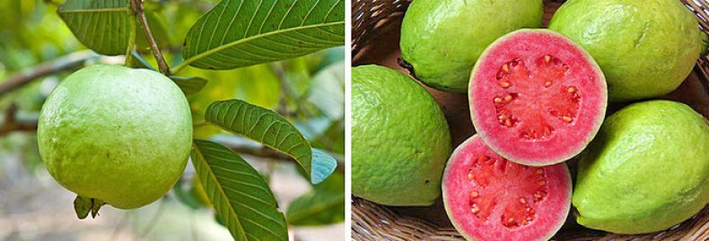 Гуава: калорийность, химический состав и полезные свойства экзотического фрукта