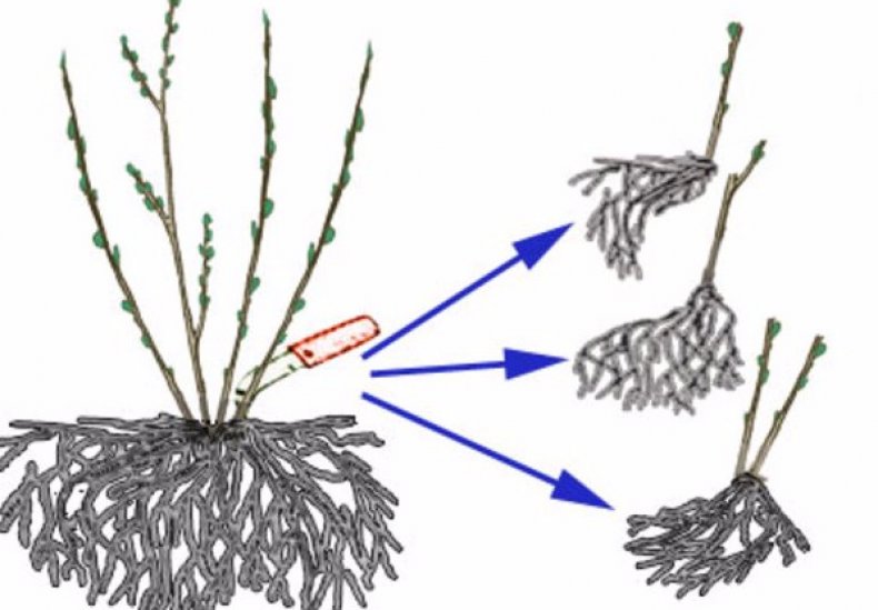 Как размножить облепиху: черенками, корневыми отпрысками, семенами иотводками