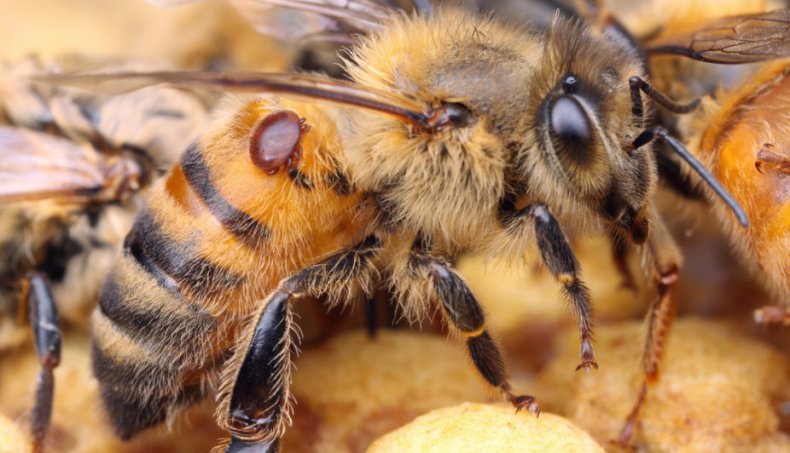 Клещ у пчелы