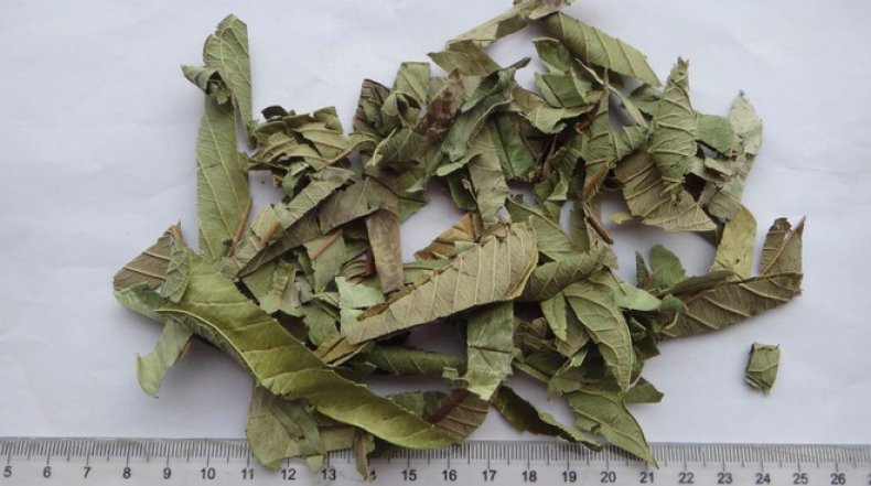 чай из листьев гуавы