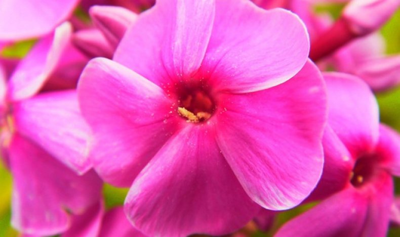 Флокс шиловидный: сажаем и ухаживаем за весенними цветами