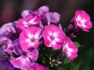 Флокс шиловидный: сажаем и ухаживаем за весенними цветами