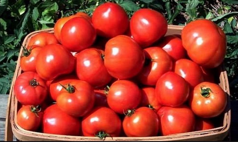 Томат «Красная Шапочка»: описание и особенности сорта, агротехника выращивания