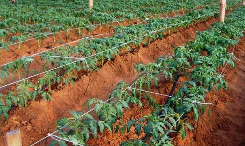 Томат «Красная Шапочка»: описание и особенности сорта, агротехника выращивания