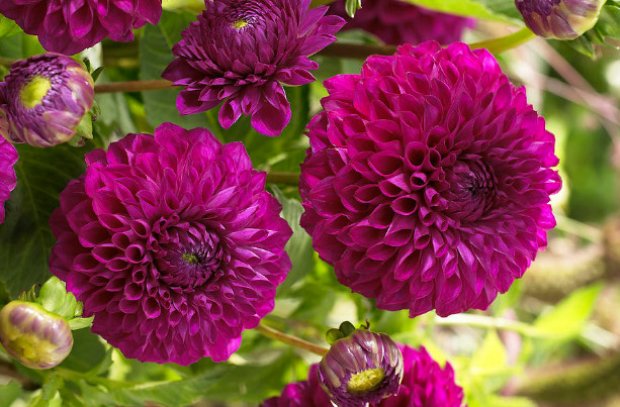 Boom Boom Purple Boom Boom Purple